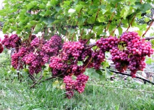 grape livia